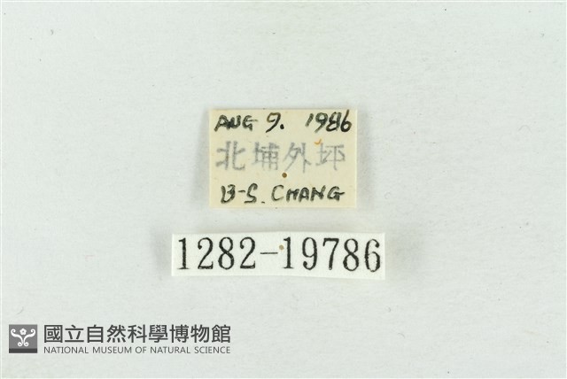 大斑波紋蛾藏品圖，第3張