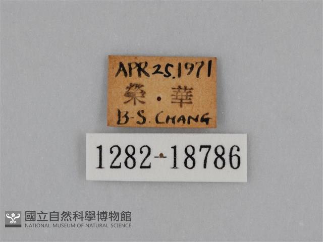 圓翅鉤粉蝶藏品圖，第3張