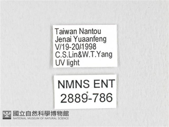 銀肩枯葉蛾藏品圖，第3張