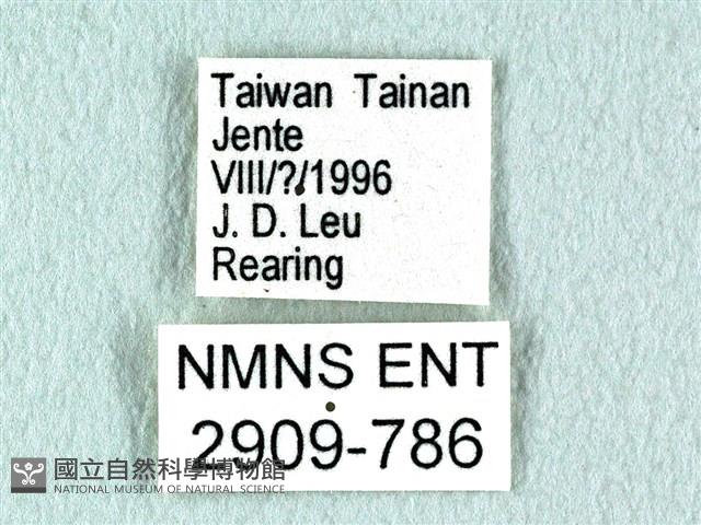 花鳳蝶、無尾鳳蝶藏品圖，第3張