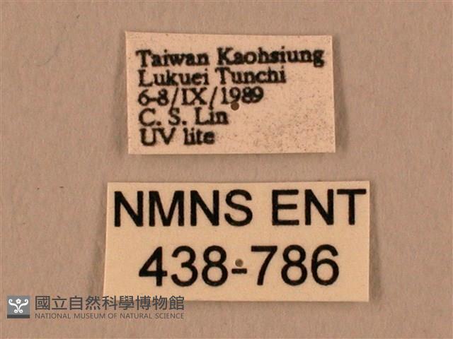 棕綠背線天蛾藏品圖，第3張