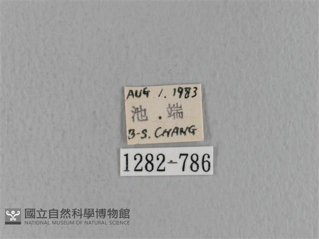 青枯葉蛾藏品圖，第3張