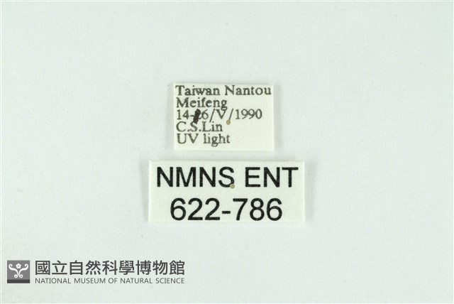 寬紋黃毒蛾藏品圖，第3張