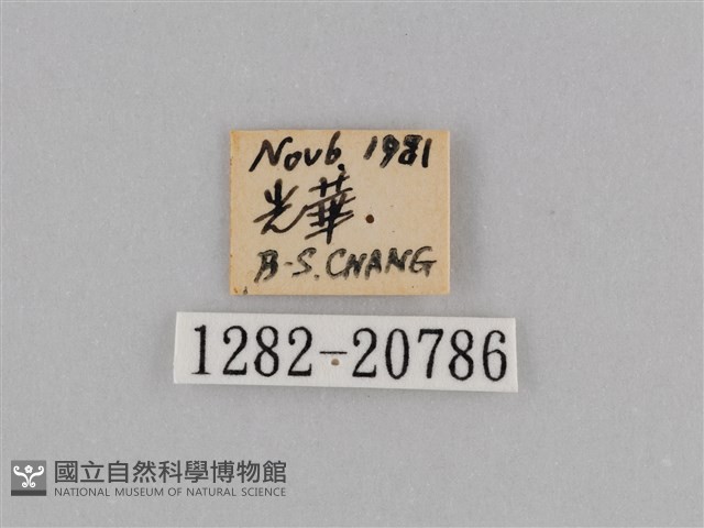 紫帶眉眼蝶藏品圖，第3張