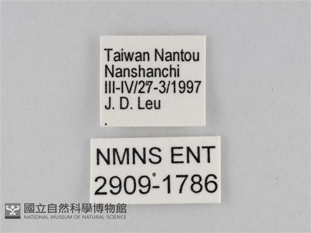 異紋紫斑蝶藏品圖，第3張