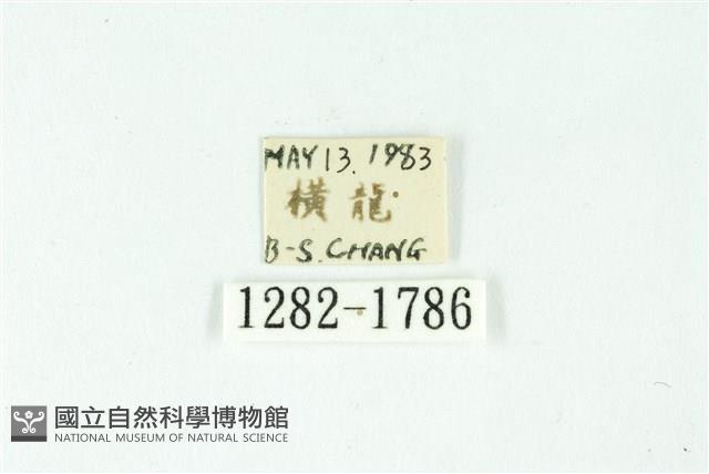 三條橙燈蛾藏品圖，第3張