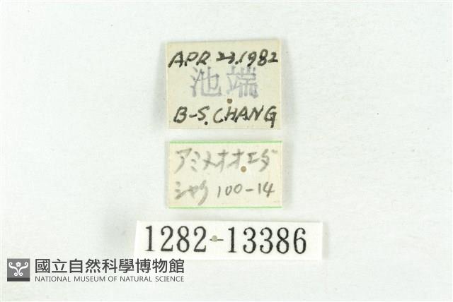 樹形尺蛾藏品圖，第3張