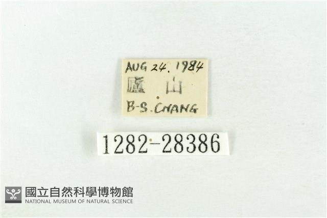 連珠波紋蛾藏品圖，第3張