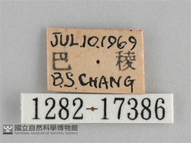 青眼蛺蝶、孔雀青蛺蝶藏品圖，第3張