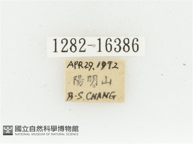 黃肩長腳花金龜藏品圖，第2張