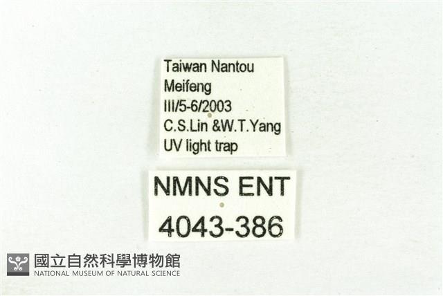 樹形尺蛾藏品圖，第3張