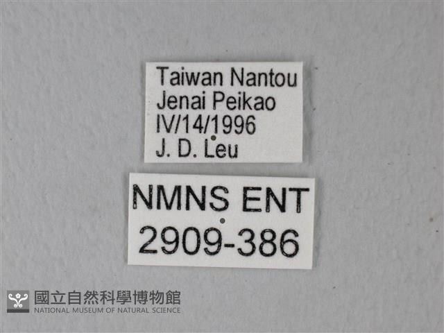 異粉蝶、雌白黃蝶藏品圖，第3張