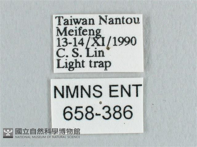 裳蛾科藏品圖，第3張