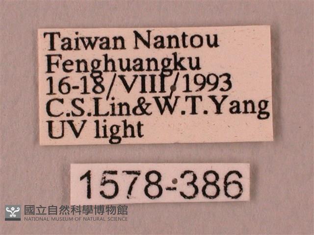 直翅六點天蛾藏品圖，第3張