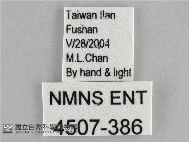 網絲蛺蝶、石牆蝶藏品圖，第3張