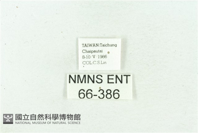 菊池污燈蛾藏品圖，第3張