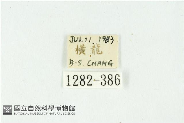 白斑散紋夜蛾藏品圖，第3張