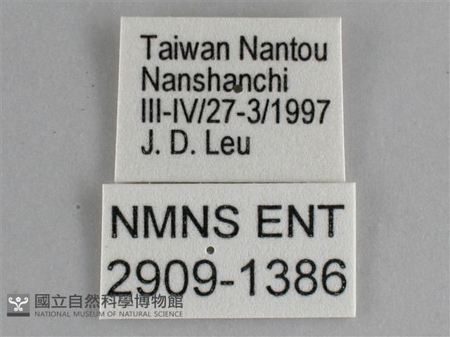 圓翅紫斑蝶藏品圖，第3張