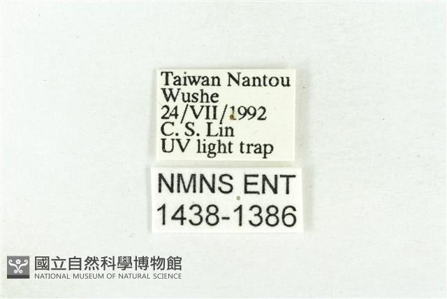 樹形尺蛾藏品圖，第3張