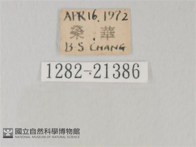 靛色琉灰蝶藏品圖，第3張