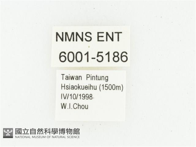 偽橫斑黑花金龜藏品圖，第2張