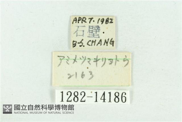 粉紅帶散紋夜蛾藏品圖，第3張