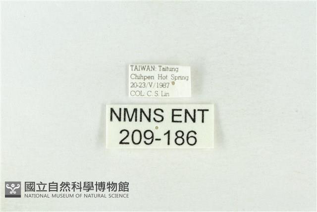 基褐綠刺蛾藏品圖，第3張