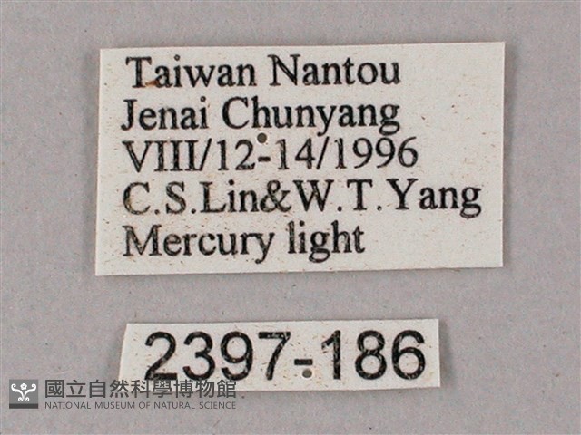 榆綠天蛾藏品圖，第3張
