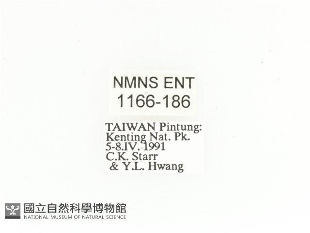 金艷騷金龜藏品圖，第2張