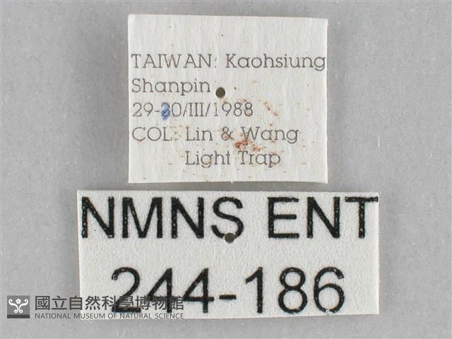 長斑擬燈蛾藏品圖，第3張