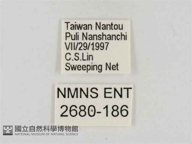淡褐脈粉蝶藏品圖，第3張