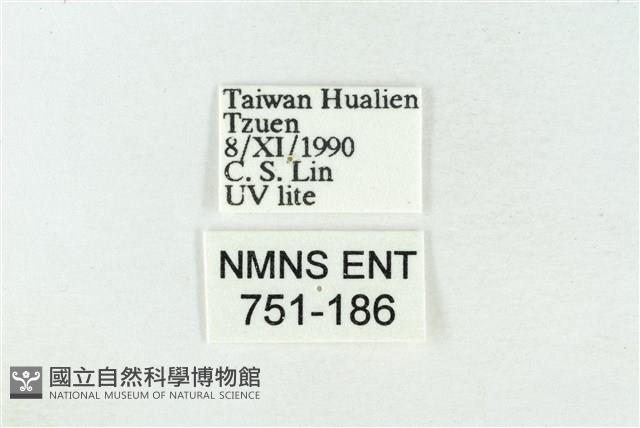 寬帶波紋蛾藏品圖，第3張