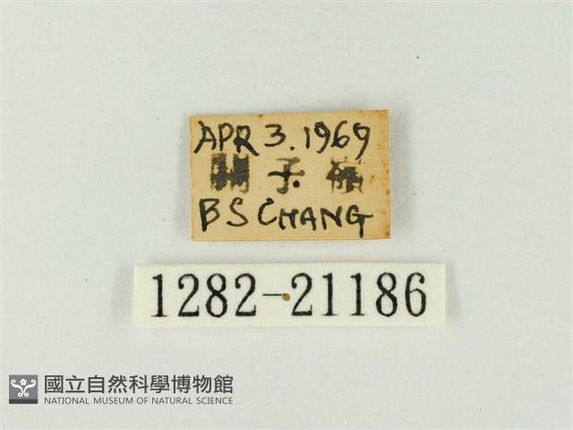 玳灰蝶藏品圖，第3張