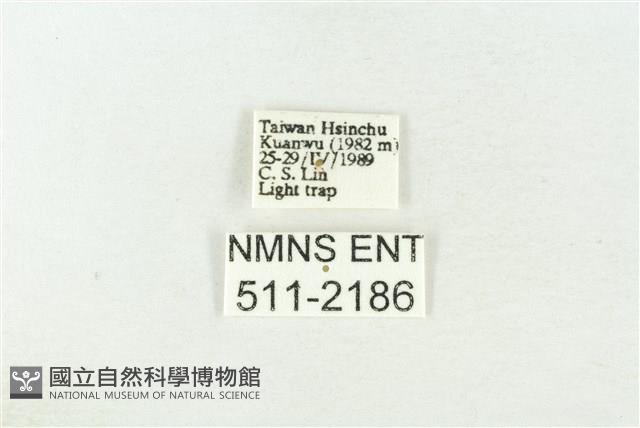 棍棒污燈蛾藏品圖，第3張