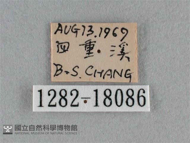 黑脈粉蝶藏品圖，第3張