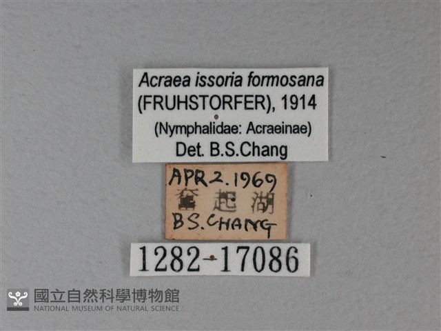 苧麻細蝶藏品圖，第3張