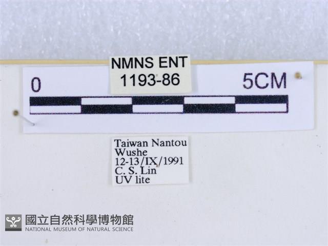 粉蝶燈蛾藏品圖，第3張