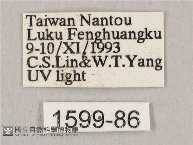 直翅六點天蛾藏品圖，第3張