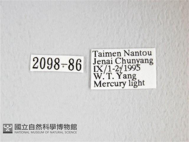 圓翅大鉤蛾藏品圖，第3張