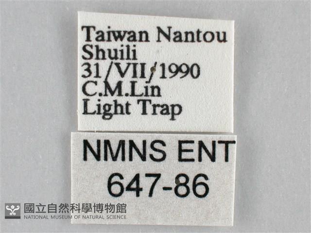 扭擬燈蛾藏品圖，第3張