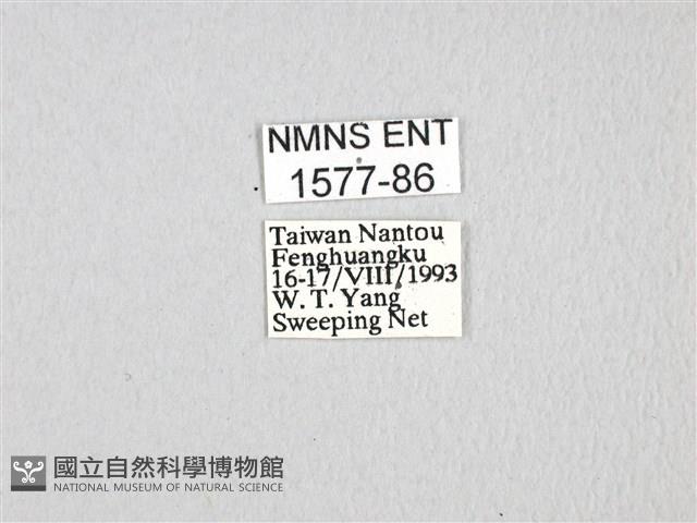 無尾白紋鳳蝶藏品圖，第3張