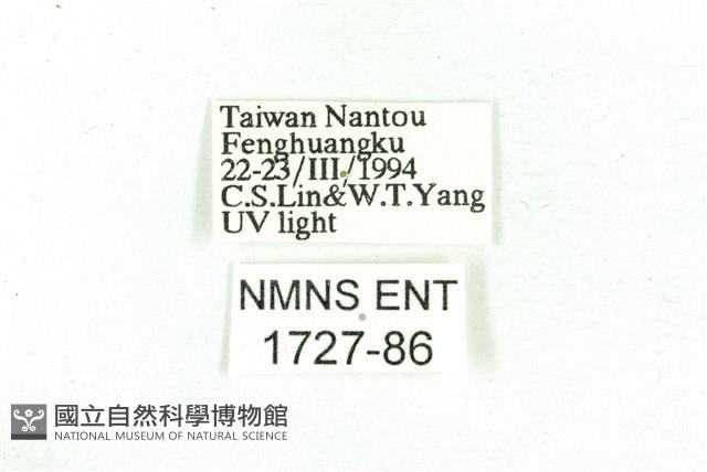 乳白斑燈蛾藏品圖，第3張