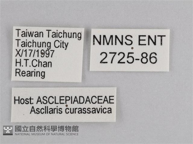 樺斑蝶藏品圖，第3張
