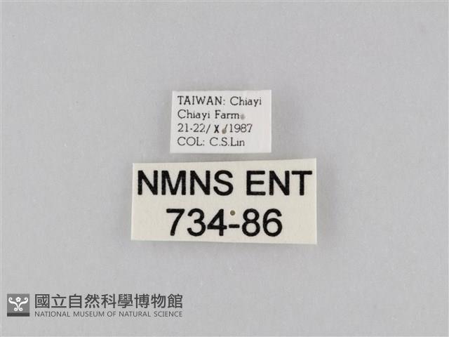 橙擬燈蛾藏品圖，第3張