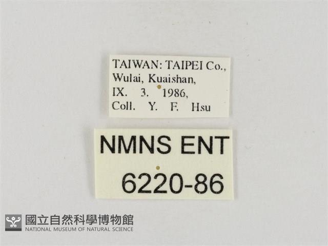 連紋袖弄蝶臺灣亞種藏品圖，第3張