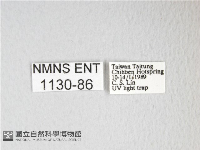 黃豹天蠶蛾藏品圖，第3張