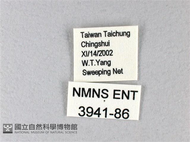 禾弄蝶藏品圖，第3張