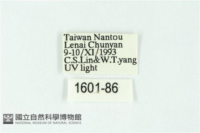 三色豔苔蛾藏品圖，第3張