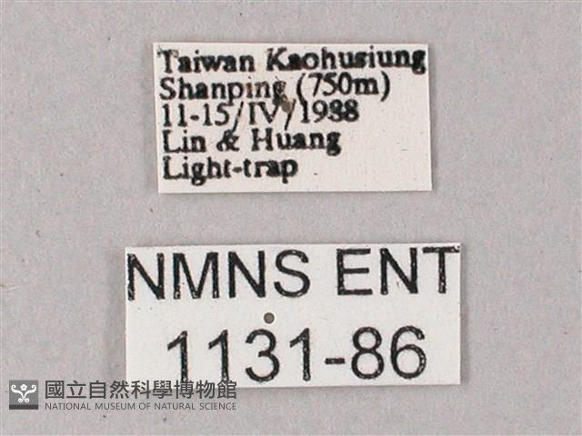 藏斜紋天蛾藏品圖，第3張