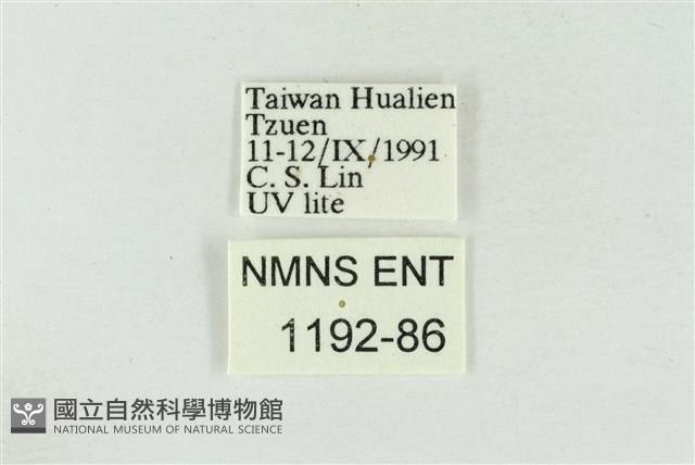 印華波紋蛾藏品圖，第3張